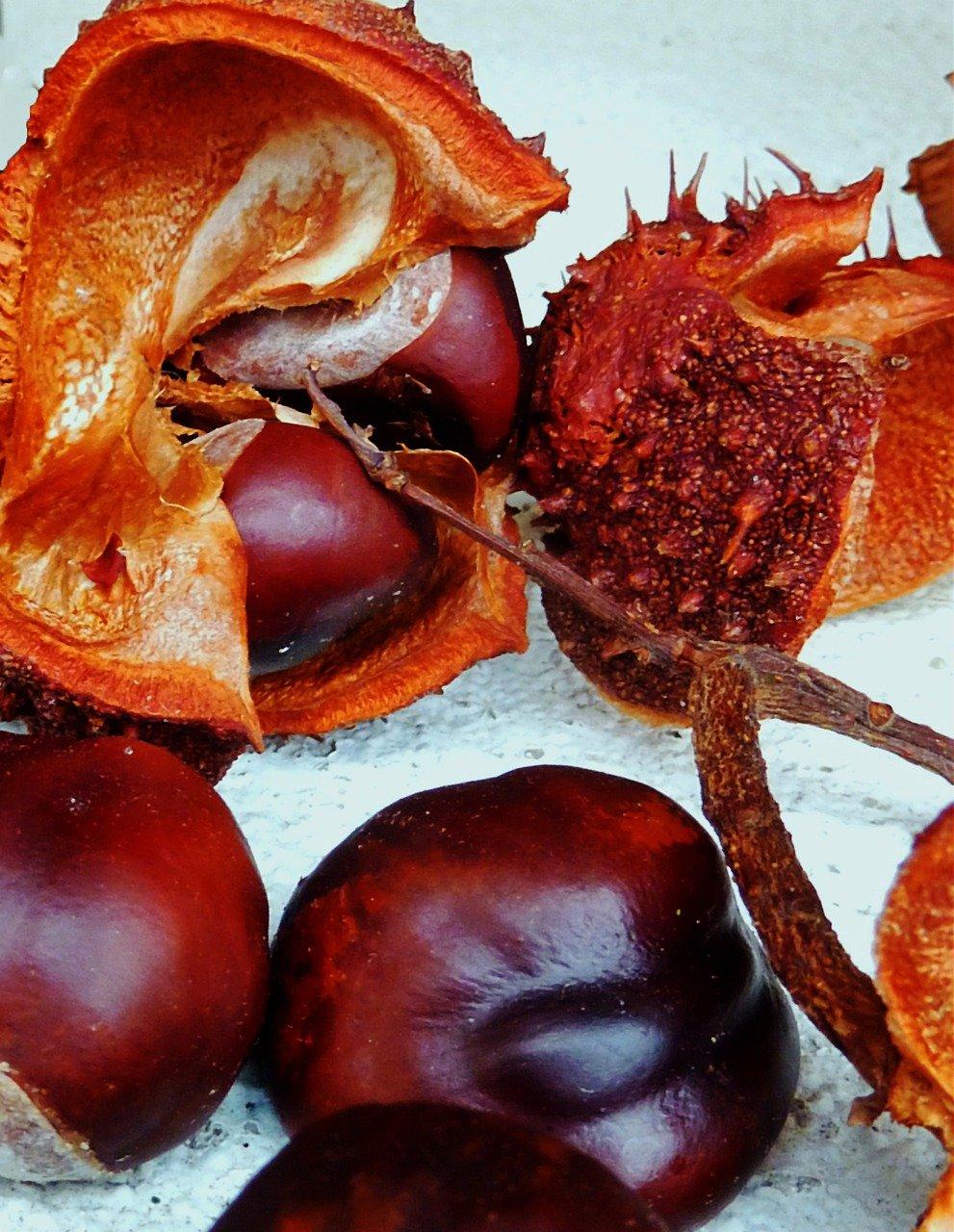 荸荠什么季节有