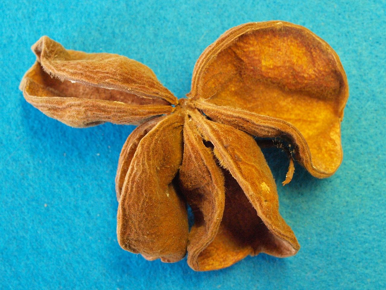 3. 罗汉果花香气