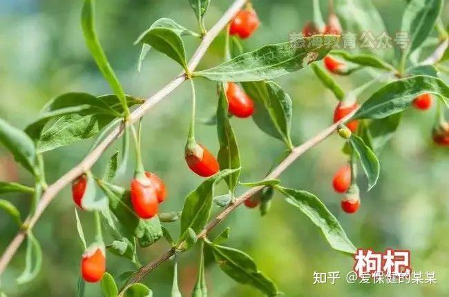 一味中药——枸杞子 - 知乎