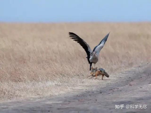 蛇鹫被誉为非洲毒蛇的天敌,它究竟有多厉害? - 知乎
