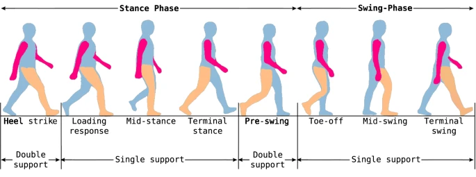 Health&Gaits 视频步态分析数据集介绍 - 知乎