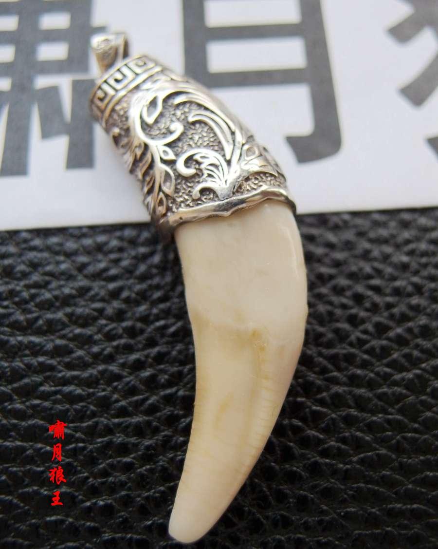 如何区分狼牙和狗牙与其他兽牙 - 知乎