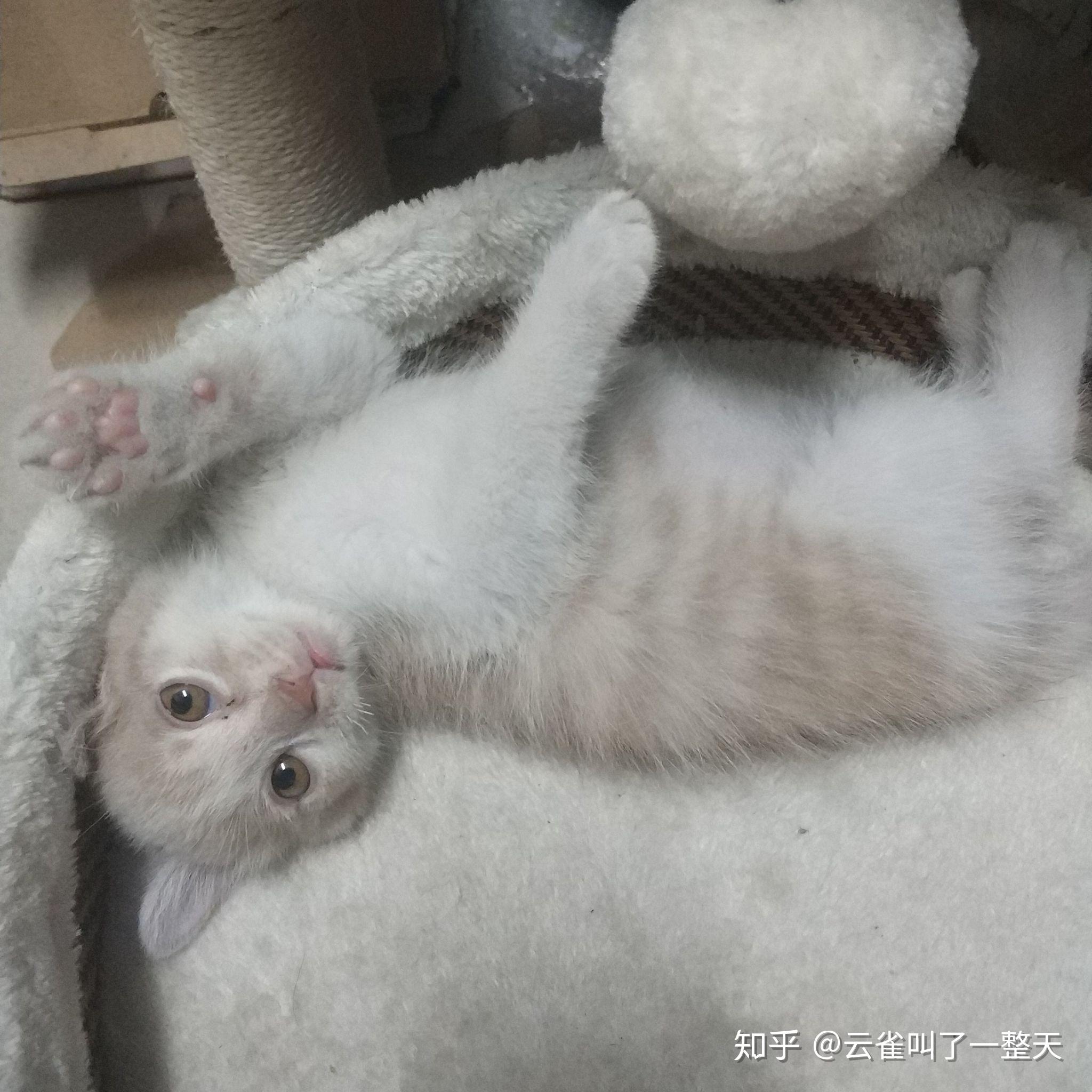 奶茶色的橘猫什么原因啊,会长回橘色吗? - 知乎