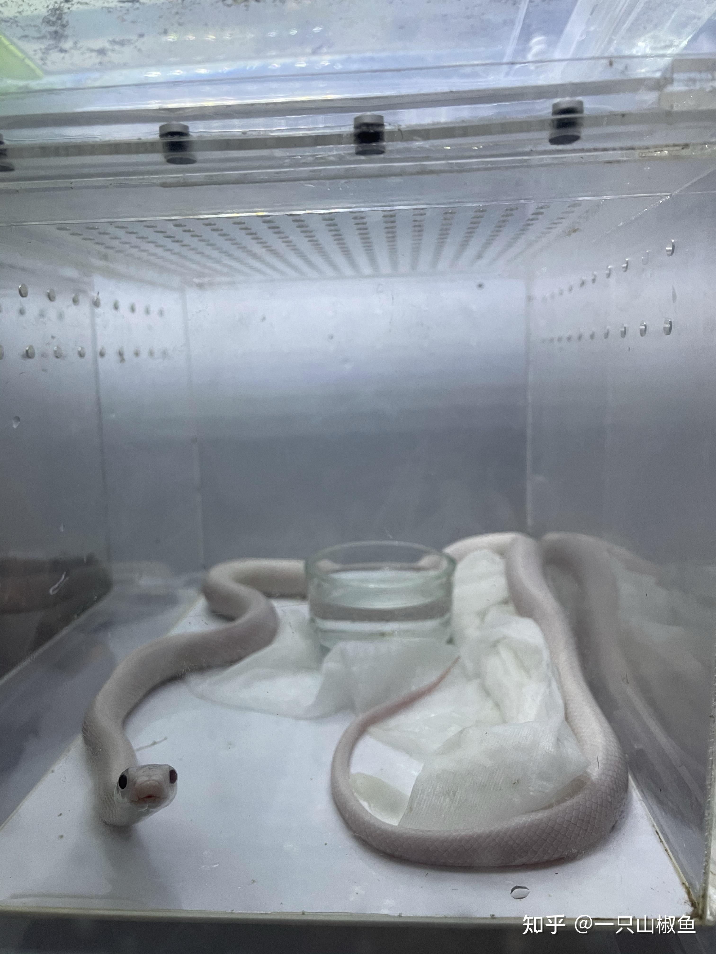 哪里能买到宠物白蛇. - 知乎