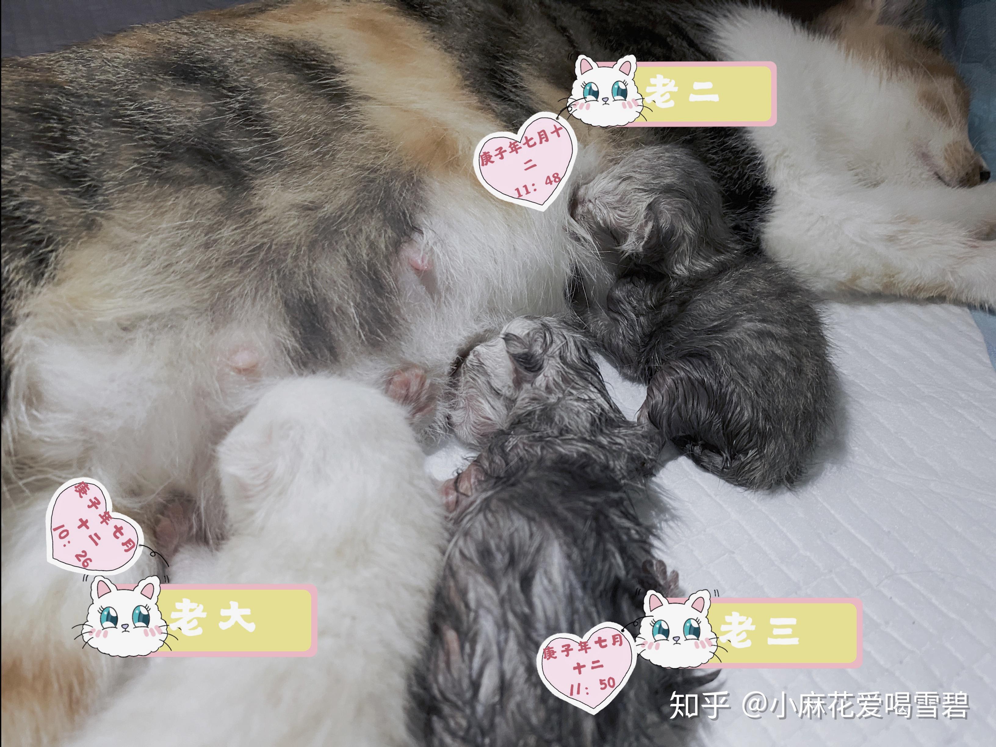 三花狸猫(母)和银渐层(公)生出的猫咪会是啥样? - 知乎