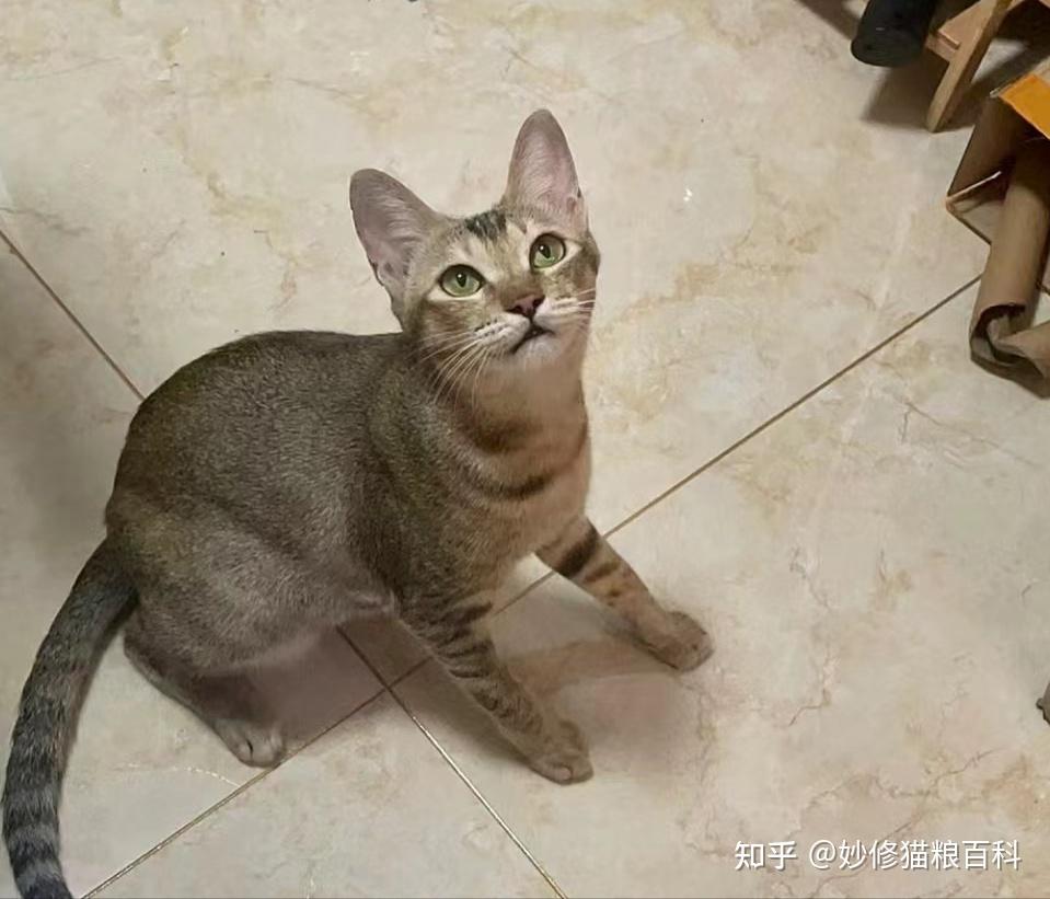 中华神猫之“雀猫”,为什么说是猫界“大哥”?这几点太优秀了 - 知乎