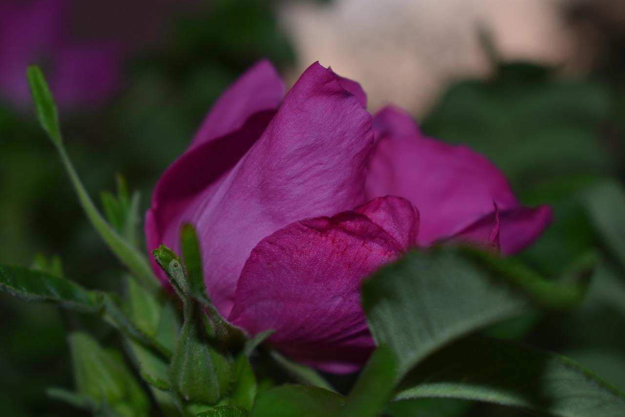 为什么三角梅不开花