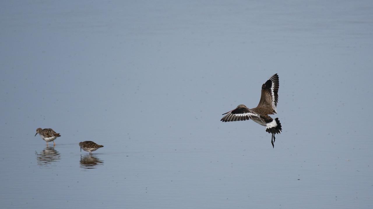 3. 黄蝉花抗寒措施