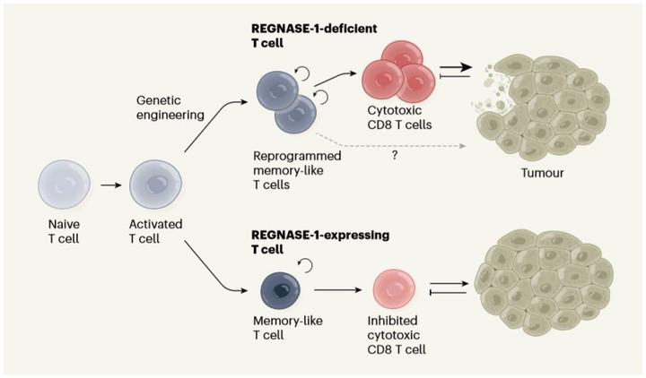 Nature | REGNASE-1敲除能增强T细胞的抗肿瘤效应- 知乎