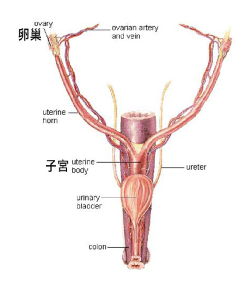狗的产道在哪里? - 知乎