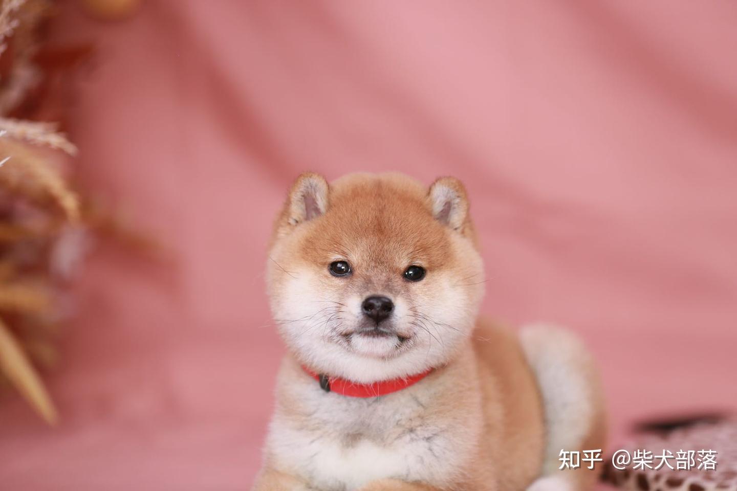 新一线城市的柴犬价格分析- 知乎