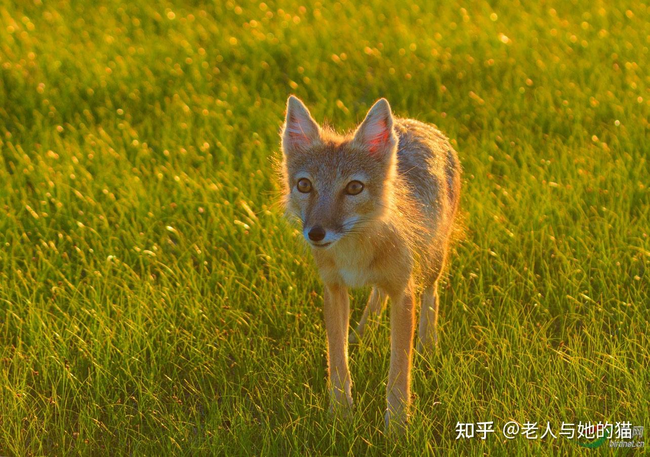 犬科唯美图片