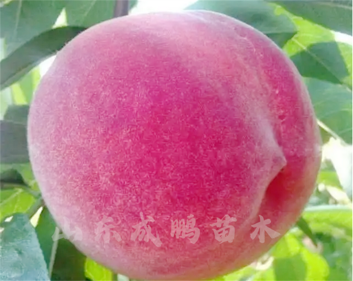 秋雪桃的品种介绍,秋雪桃树苗哪里有