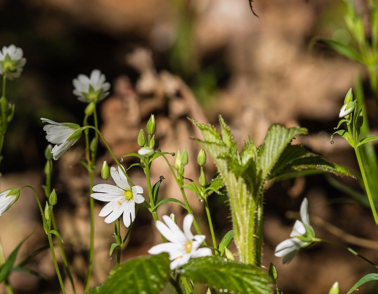 植物与人类关系
