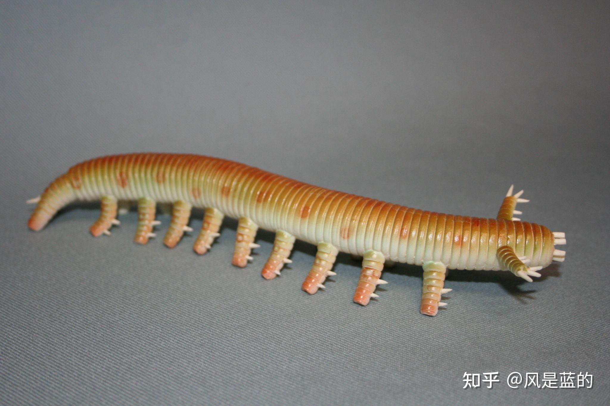 叶足动物门 Lobopodia的梳理 - 知乎