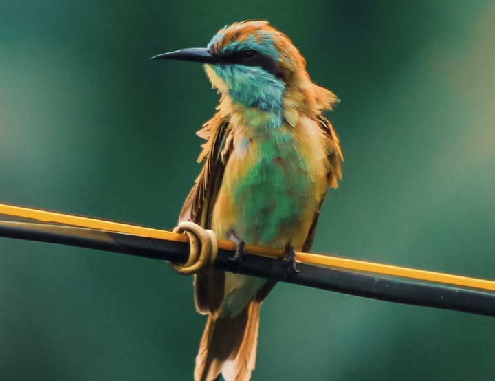 Handlebars帮助函数怎么使用？ 知乎