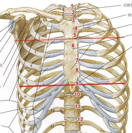 解剖实操:肋骨间隙怎么找? 