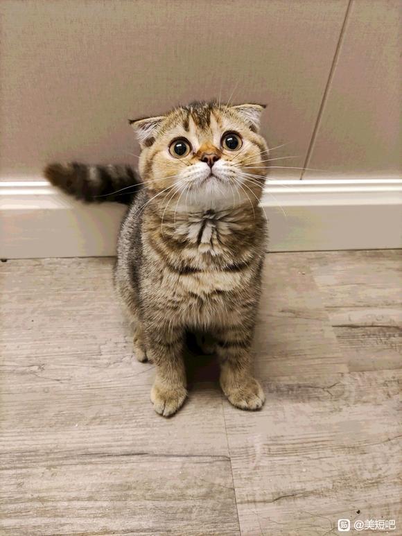 美短和金渐层配出来是什么样的小猫