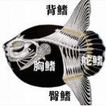 翻车鱼为什么会进化成这样？难道真的只是为了搞笑嘛？