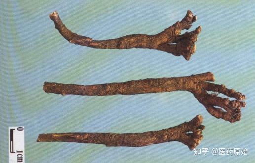 带你识别柴胡 - 知乎