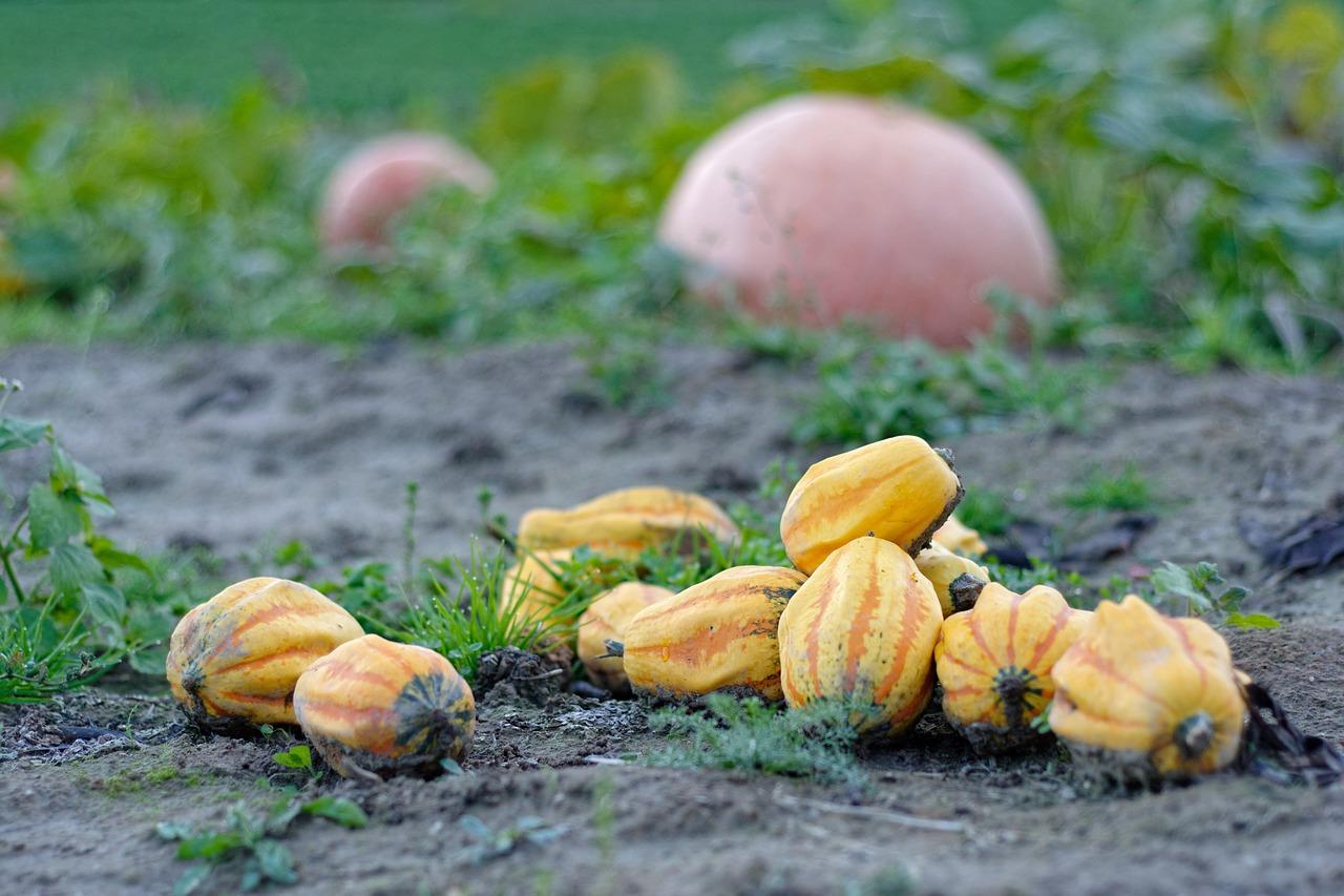 2. 冬日南瓜美食