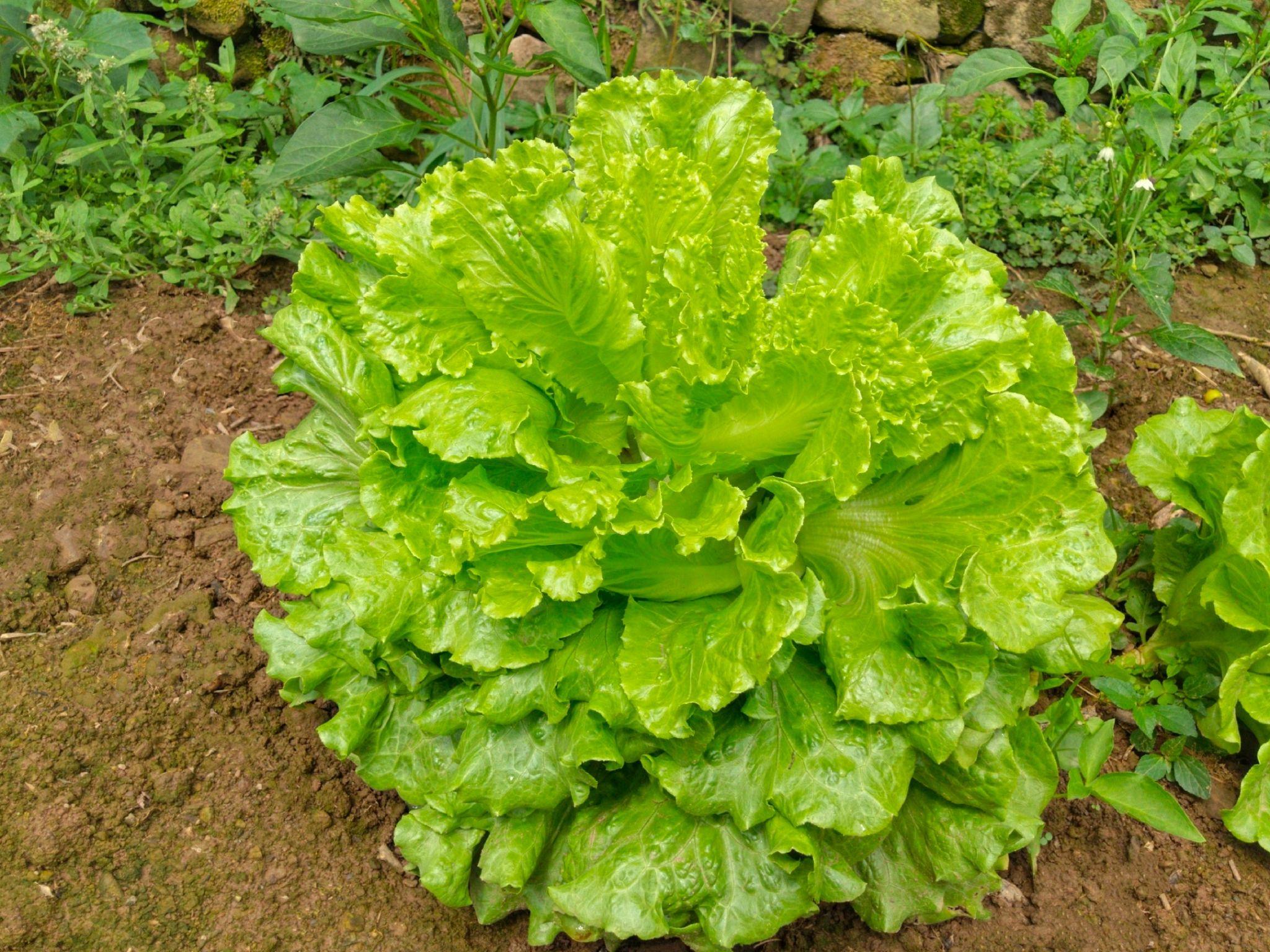 可以看看大家相册里的绿色吗? - 知乎