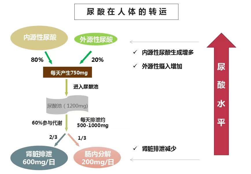 高乳酸血症图片