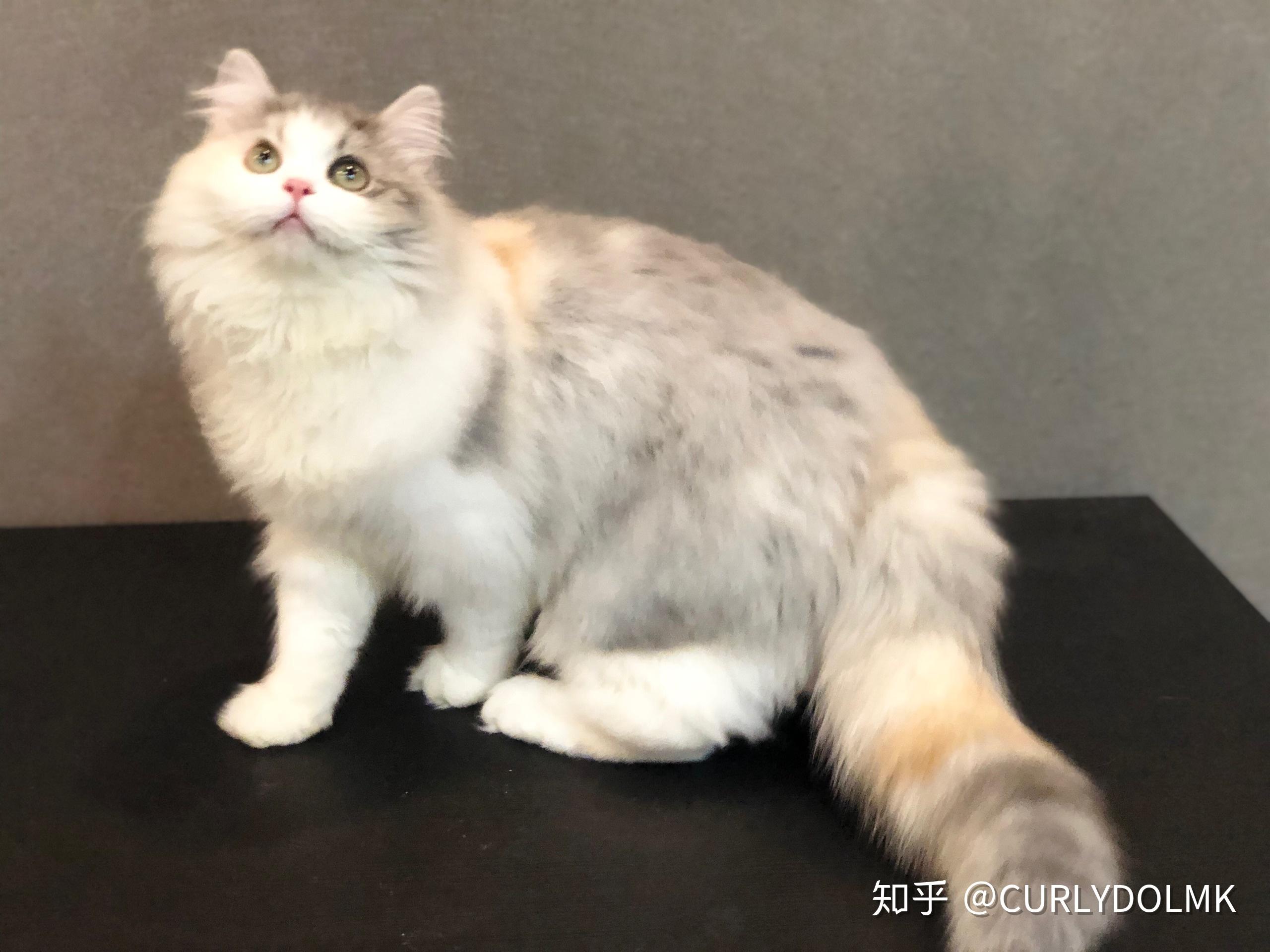 三花猫有多漂亮? - 知乎