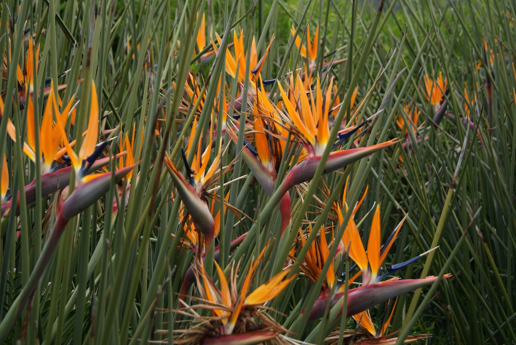 这到底是金钻还是鹤望兰