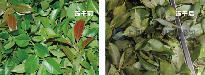 冻干机助力乌叶饭制作 - 知乎