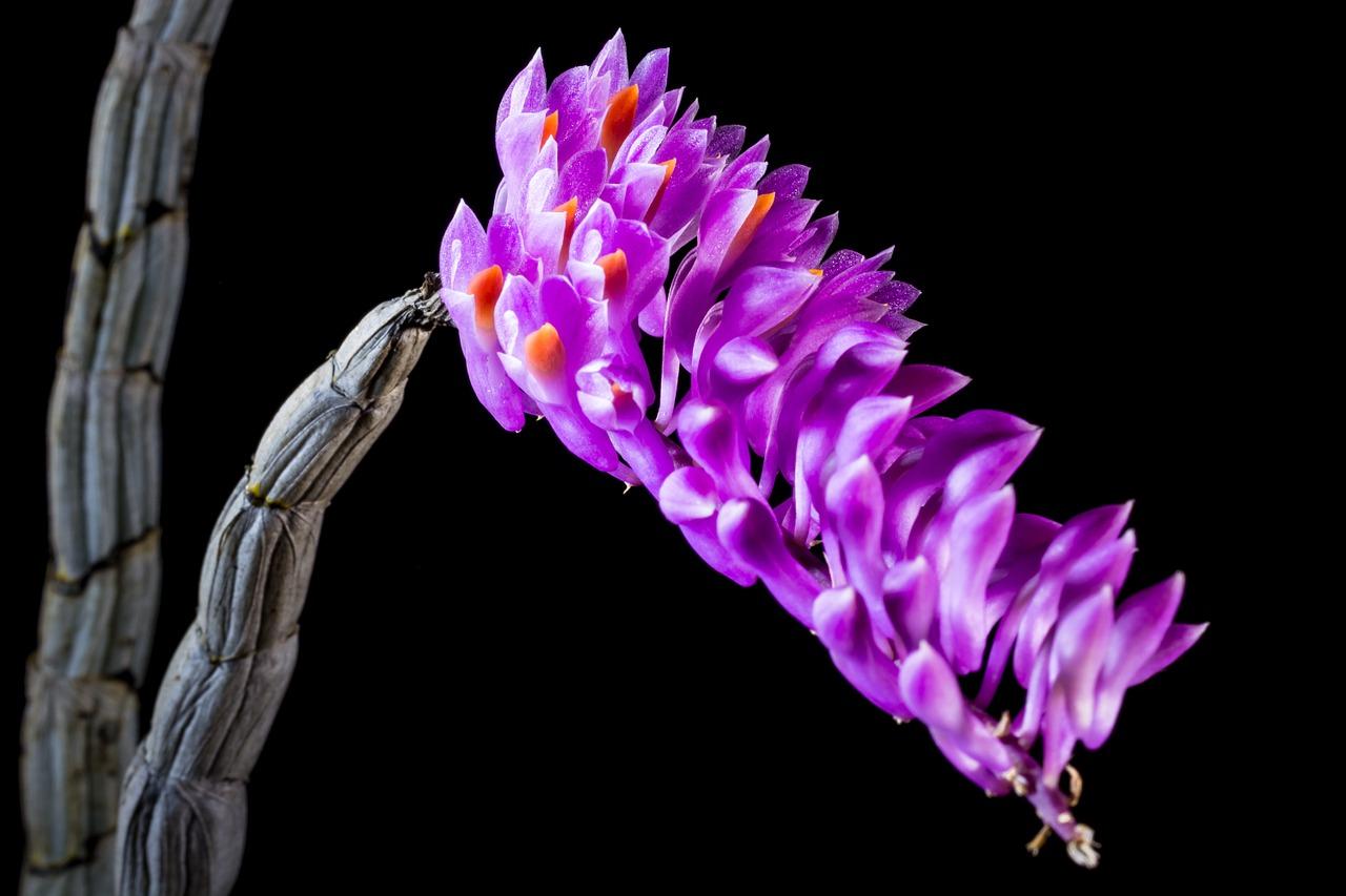 建兰如何养开花