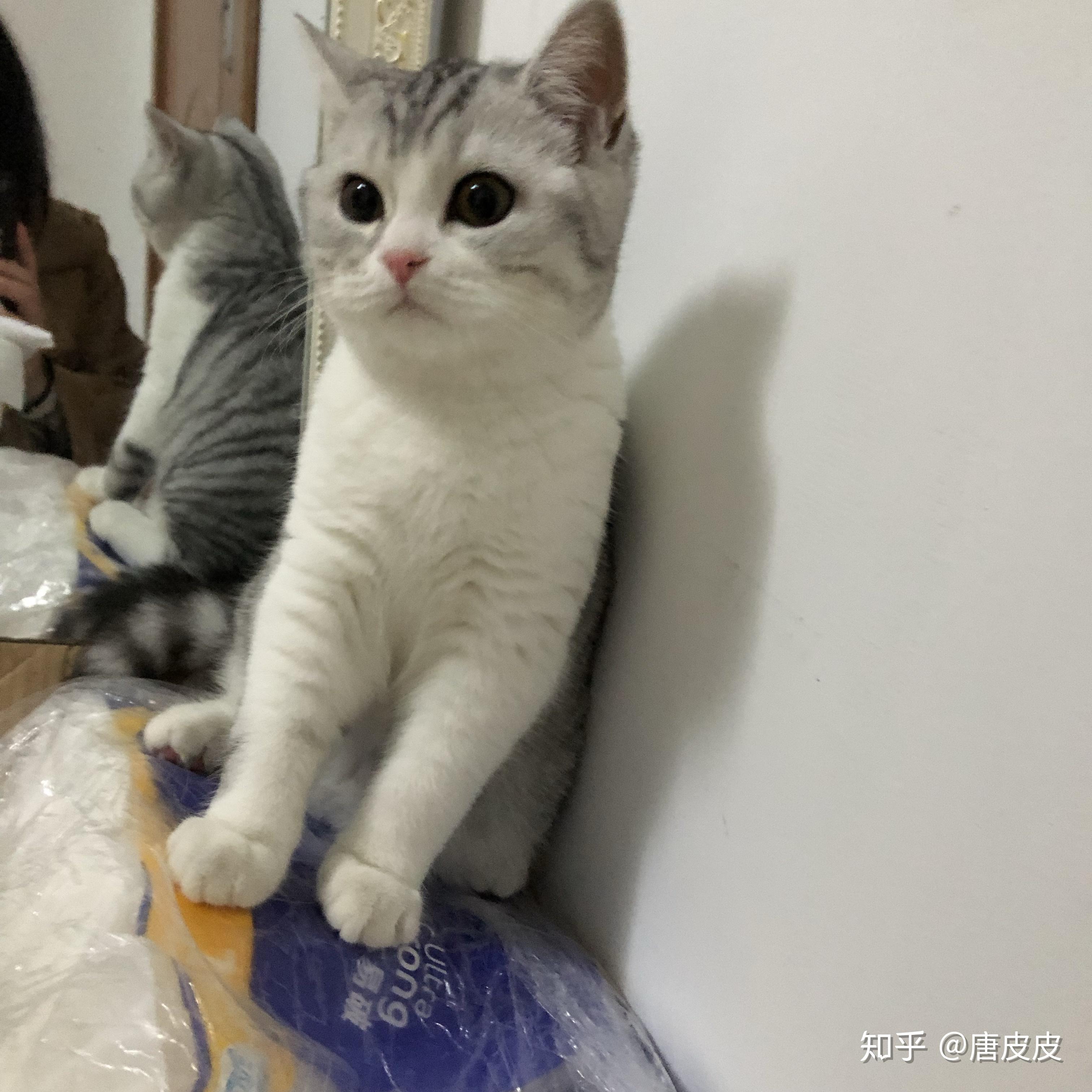 蓝白英短和银渐层交配会是什么颜色?