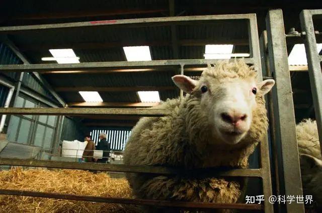 为什么现在很少提“克隆”了?看下克隆羊多莉的一生,你就明白了 - 知乎