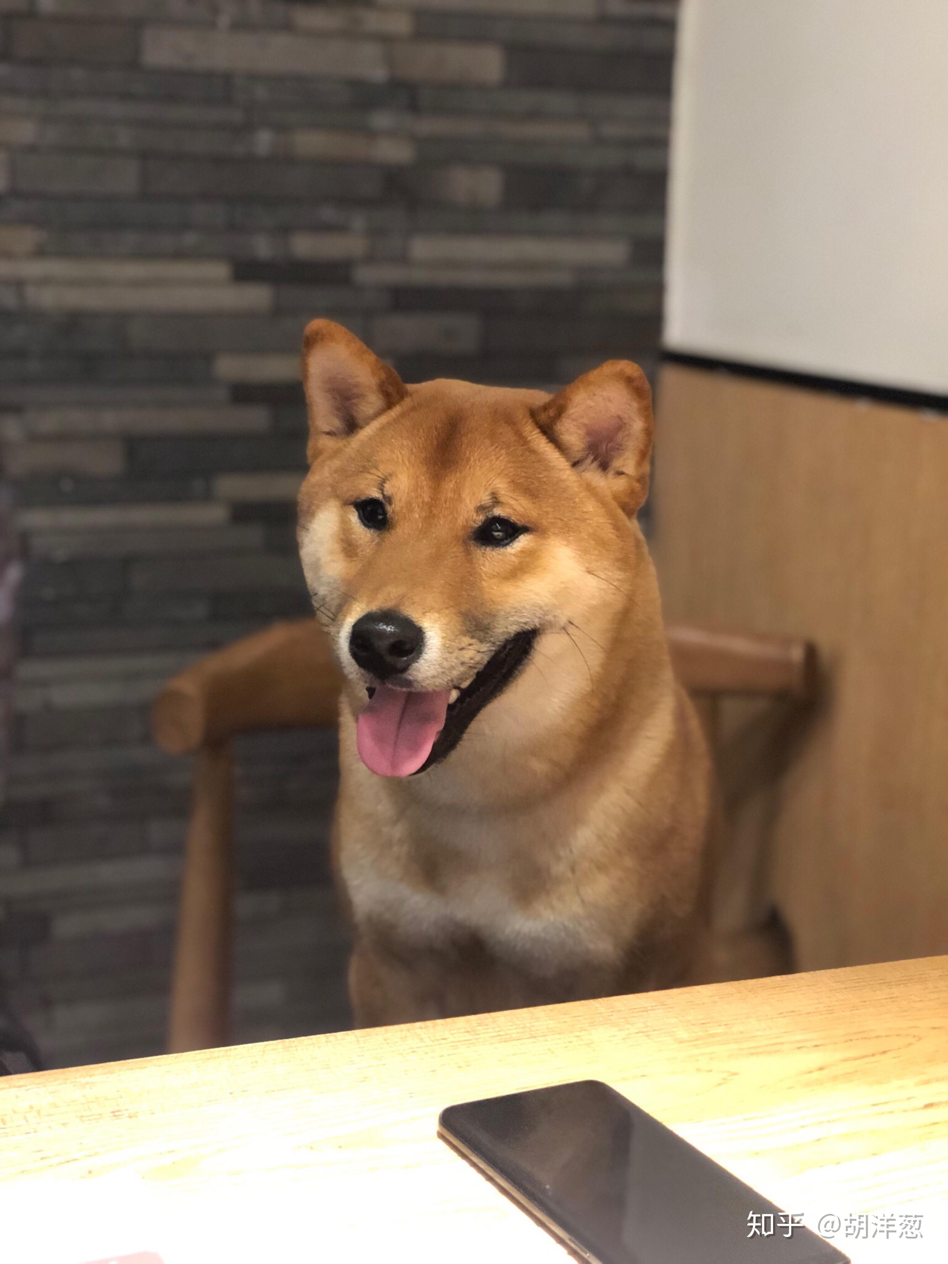 请问这只是柴犬吗脸会以后变大吗