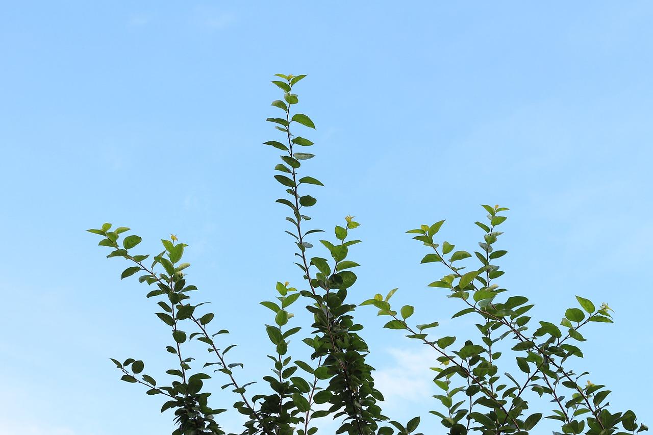 2. 扦插枝条特性