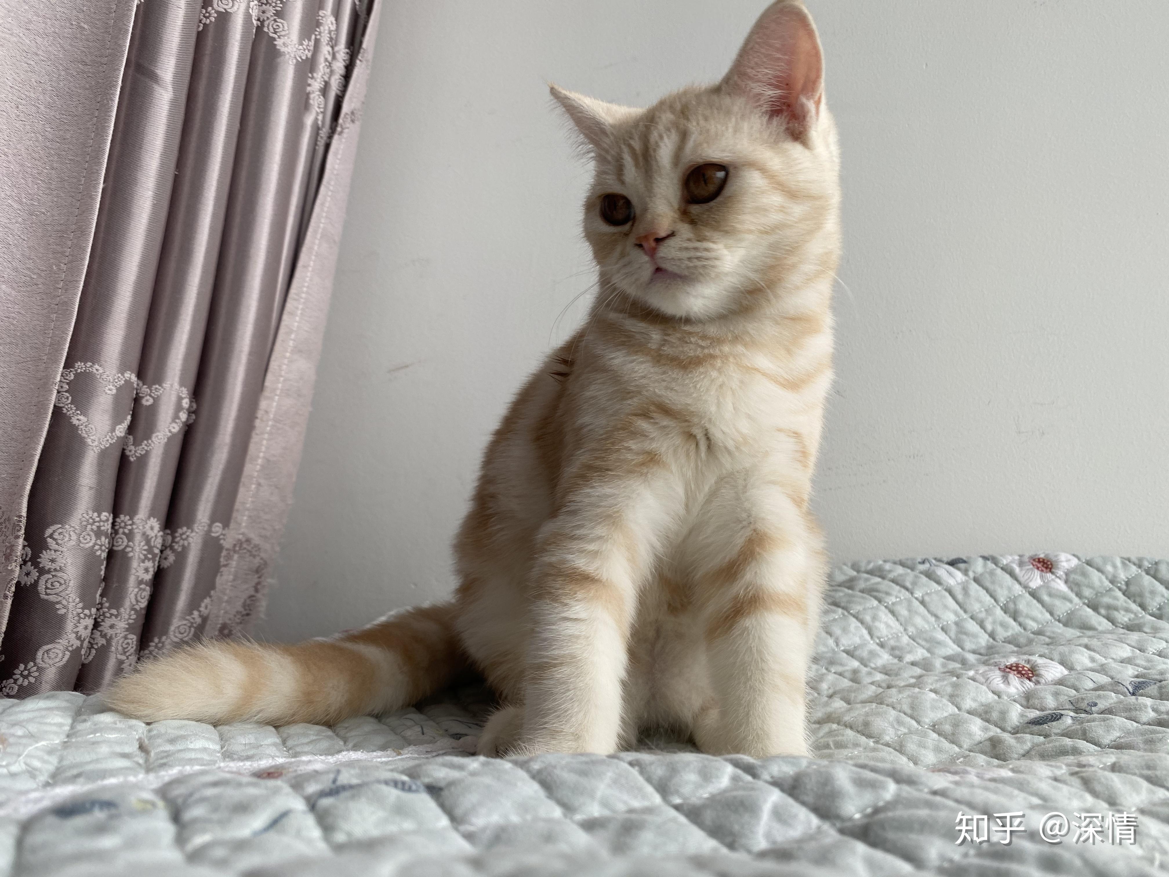 关于凯米尔色猫的基因和眼色