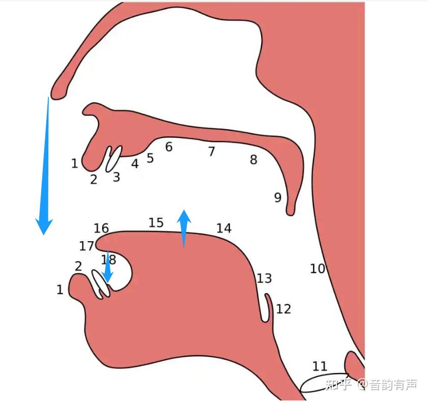 下齿背位置图片图片