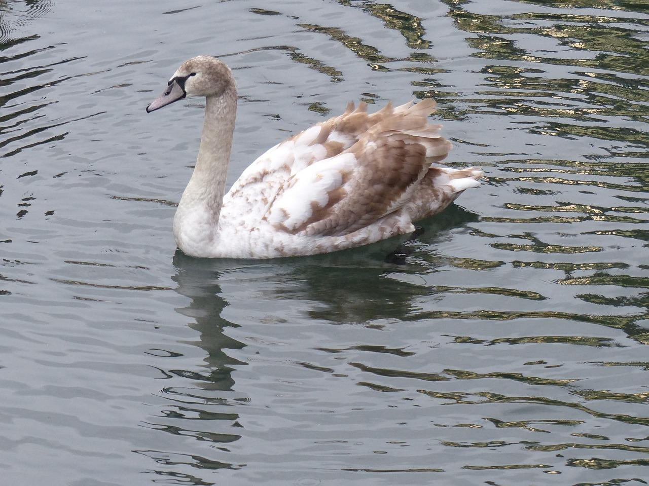 天鹅油治什么作用是什么