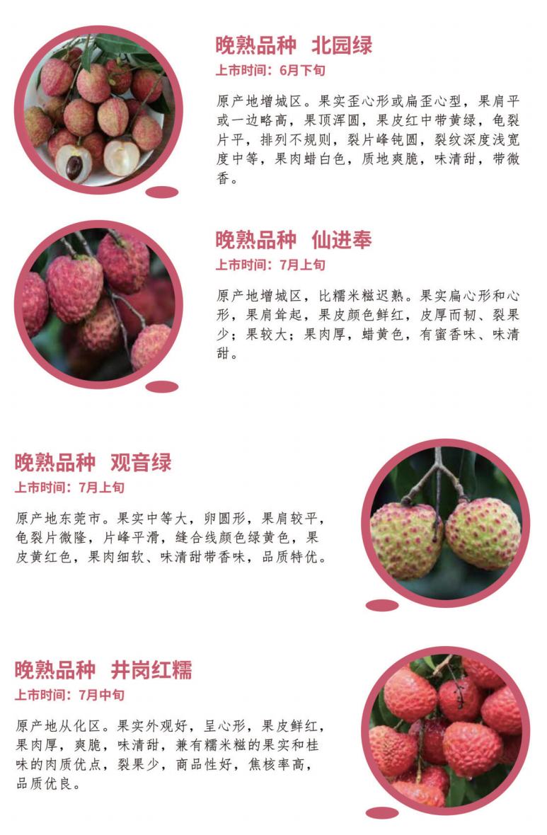 广东荔枝大盘点，最先吃到的是妃子笑，你最喜欢哪种？ - 知乎