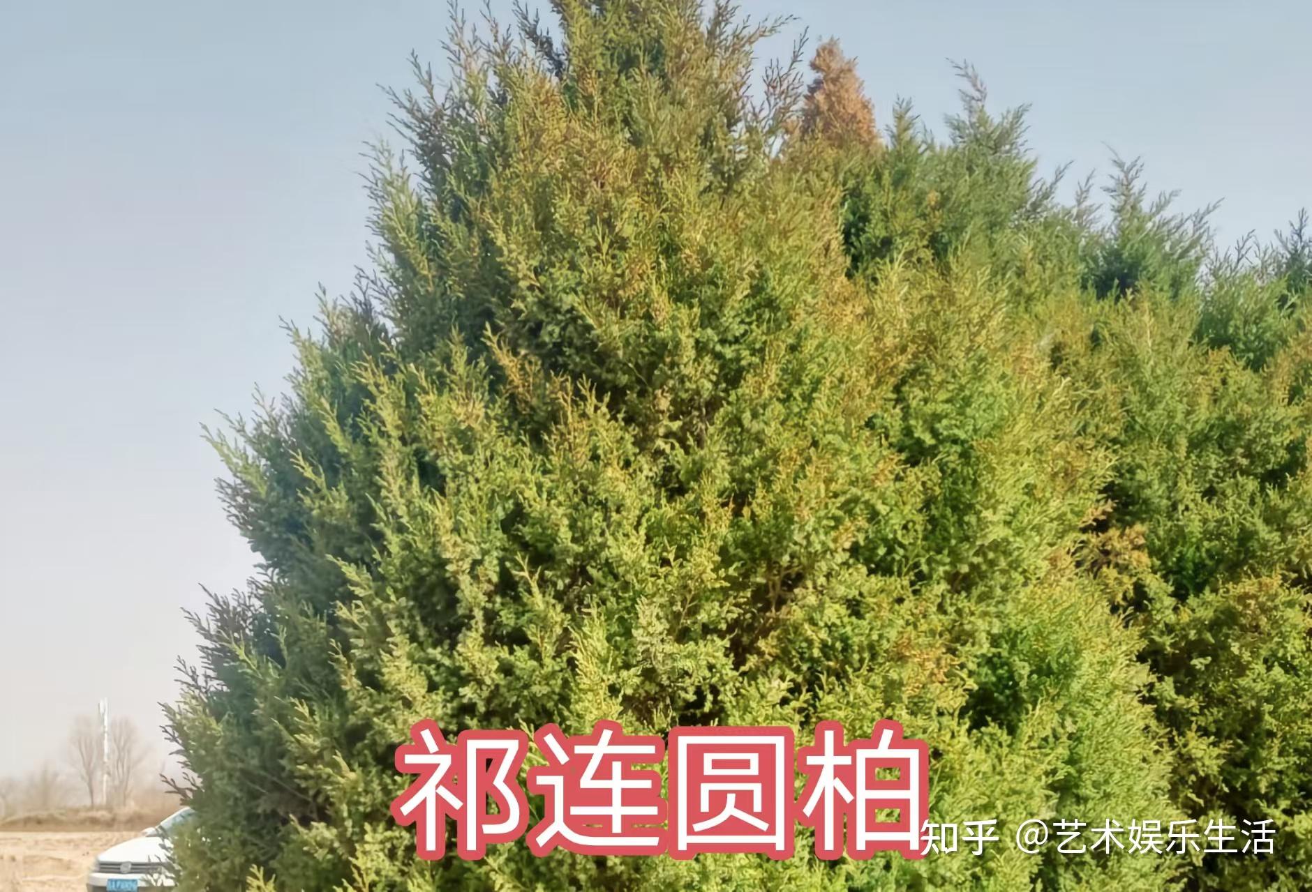 68种柏科植物,园林栽培的常用树种 - 知乎