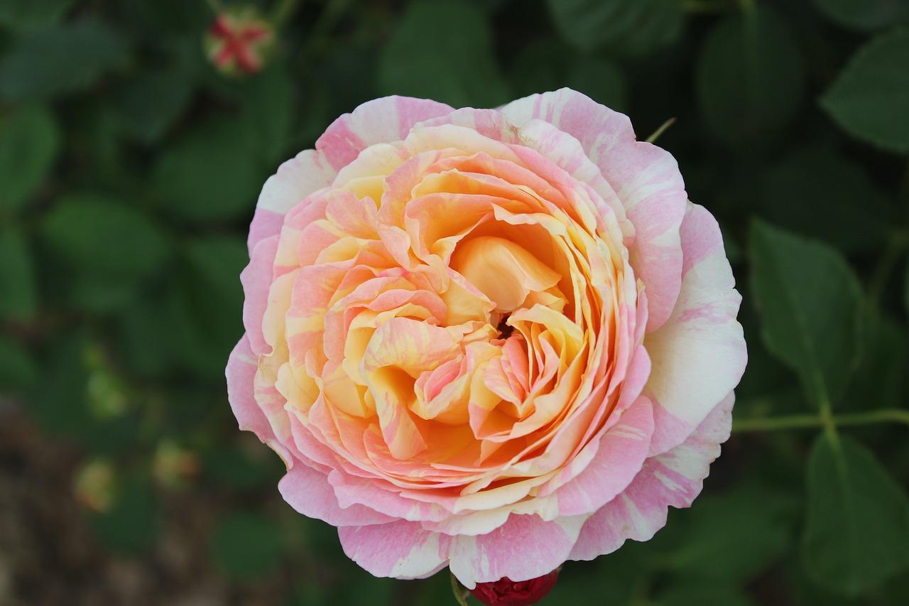 月季养护常见问题解答