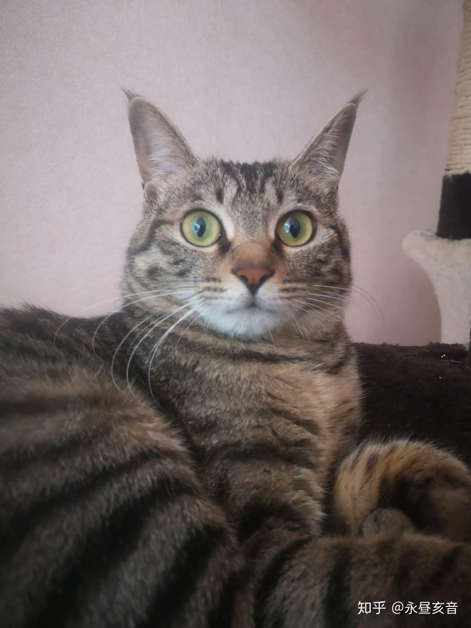 狸花猫耳朵上的一撮毛是干什么用的? - 知乎