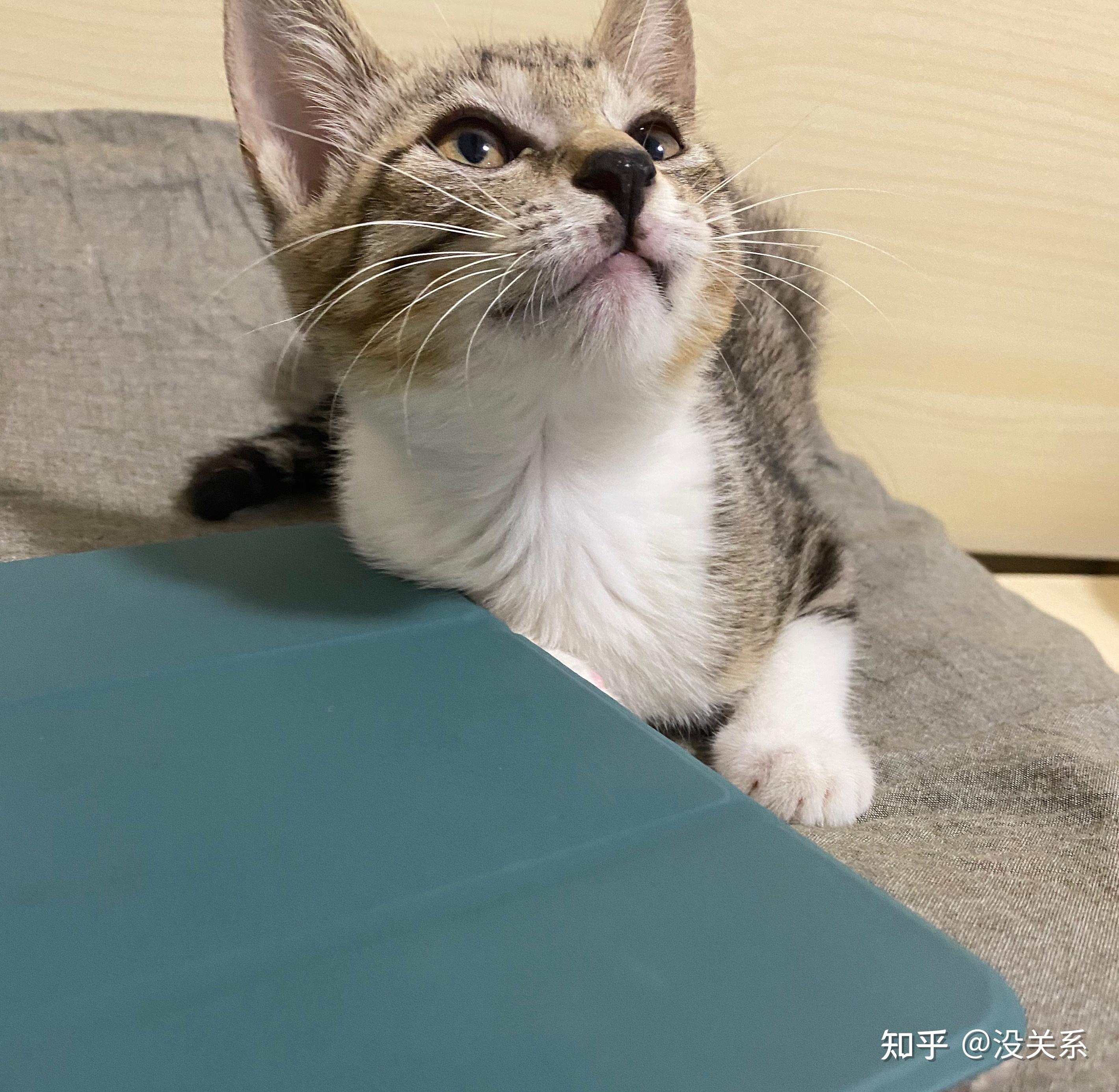 请问我这只白围巾白手套的小猫是狸花猫吗?自己走进店里的. - 知乎