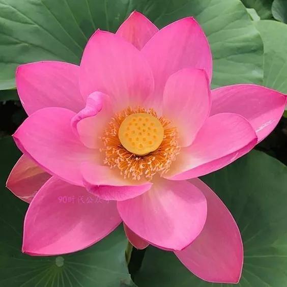 铁汁们谁知道关于莲花的头像啊