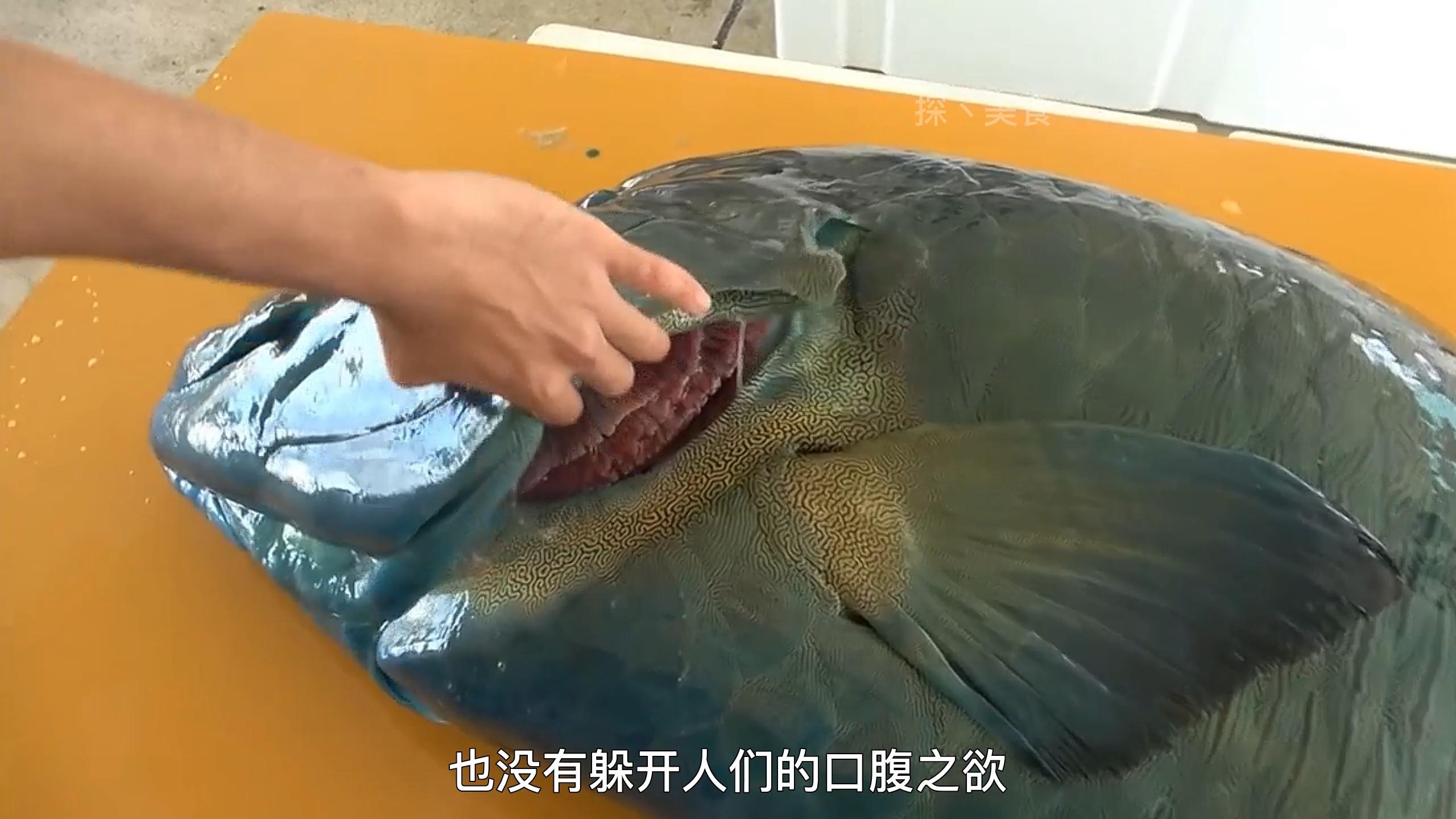 波纹唇鱼鱼中贵族蓝色血液性感嘴唇满身粘液肉质竟如此美味