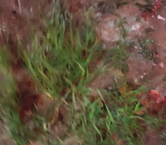 怎么判断仓鼠是死了还是伪冬眠?(怎么看出仓鼠生病了)