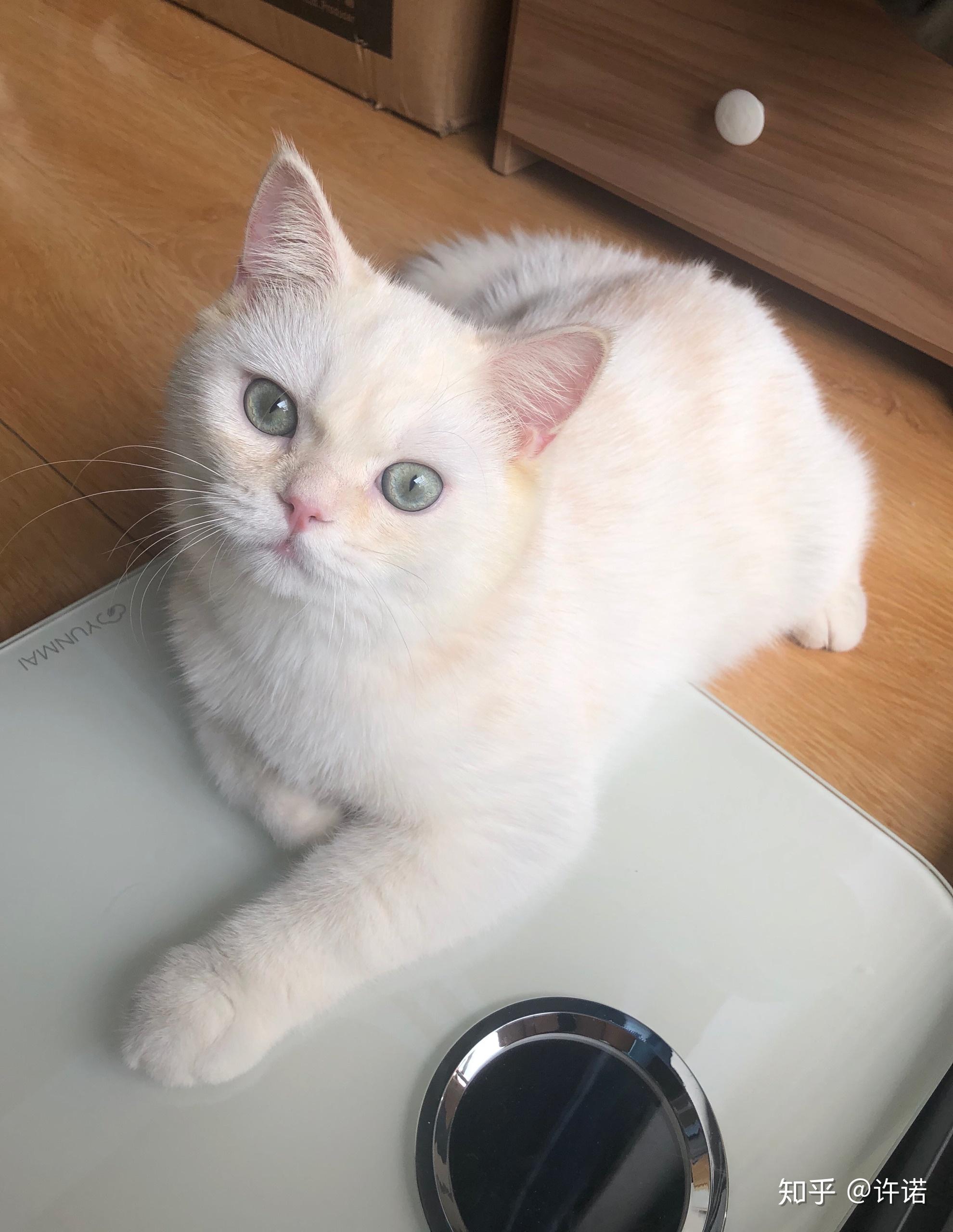 关于凯米尔色猫的基因和眼色