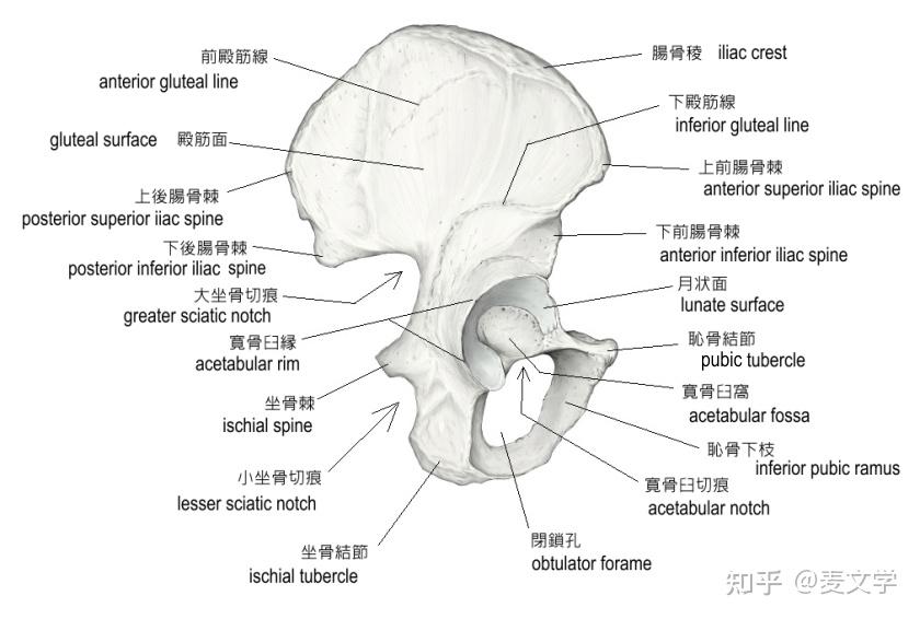 耻骨为什么叫耻骨? - 知乎