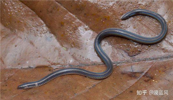 有没有人见过弹跳行走的蛇,手指那么粗,很短,蛇头蛇尾都是圆的,活动的