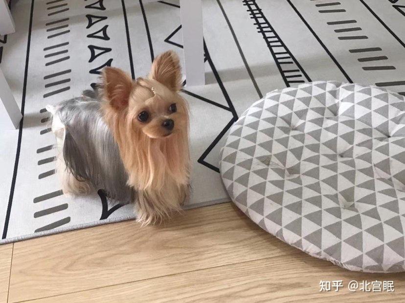 女生適合養什麼小型犬